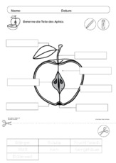 Der Apfel im Unterricht 24.pdf